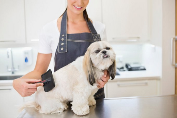 THE BENEFITS OF DOG GROOMING